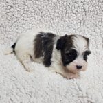 Dalida-female-havanese-puppy-for-sale- (3)