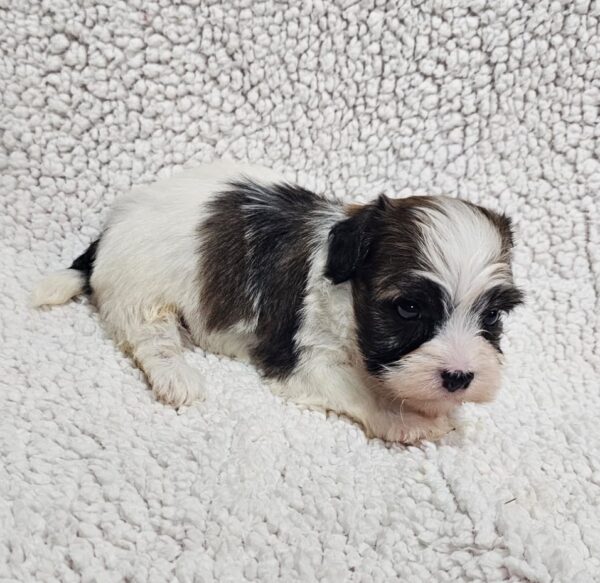 Dalida Havanese Dalida Havanese