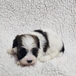 Dalida-female-havanese-puppy-for-sale- (4)