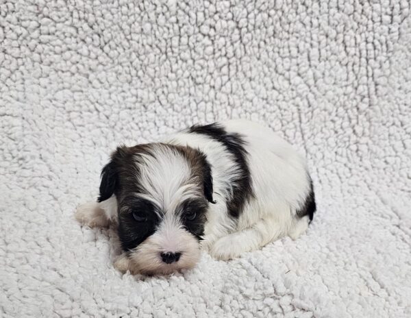 Dalida Havanese Dalida Havanese