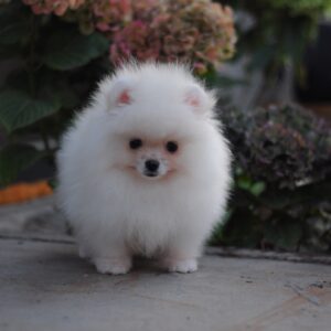 Damar Pomeranian Damar Pomeranian