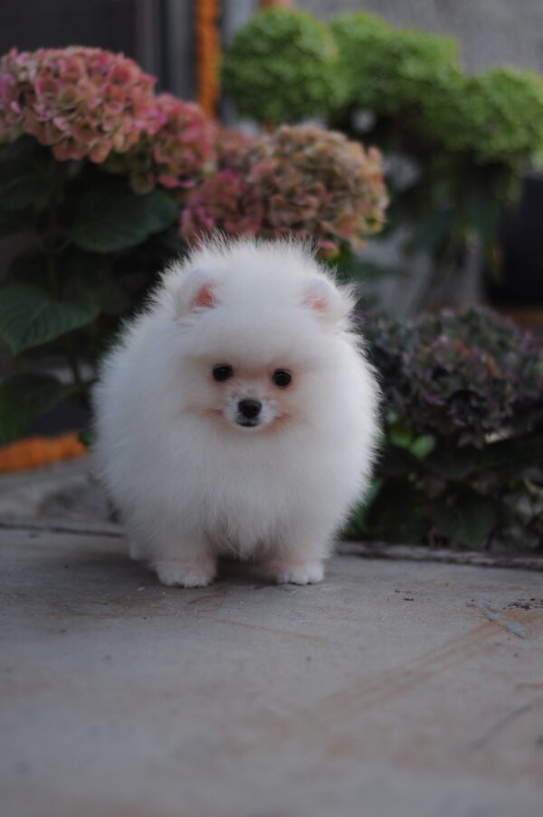 Damar Pomeranian Damar Pomeranian