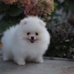 Damar-male-pomeranian-puppy-for-sale-1 (2)