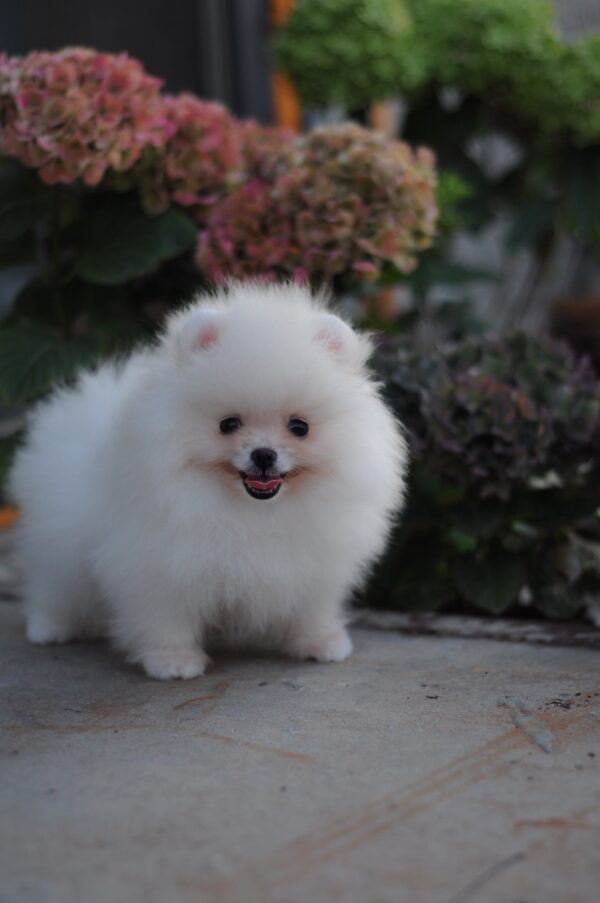 Damar Pomeranian Damar Pomeranian
