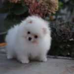 Damar-male-pomeranian-puppy-for-sale-1 (3)