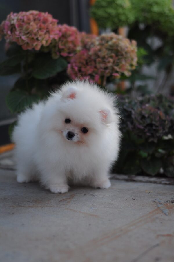 Damar Pomeranian Damar Pomeranian