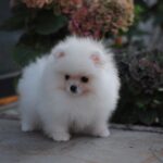 Damar-male-pomeranian-puppy-for-sale-1 (4)