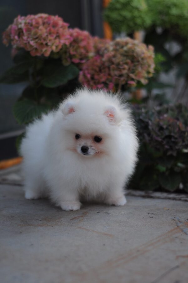 Damar Pomeranian Damar Pomeranian