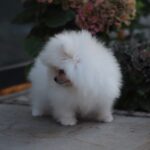 Damar-male-pomeranian-puppy-for-sale-1 (5)