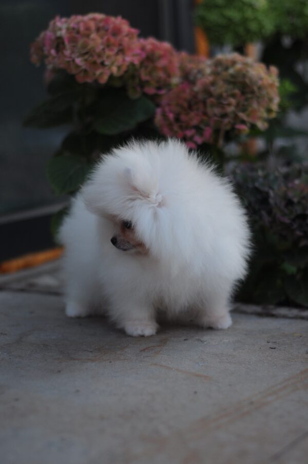 Damar Pomeranian Damar Pomeranian