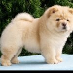 Daniel-male-Chow-puppy-for sale-1