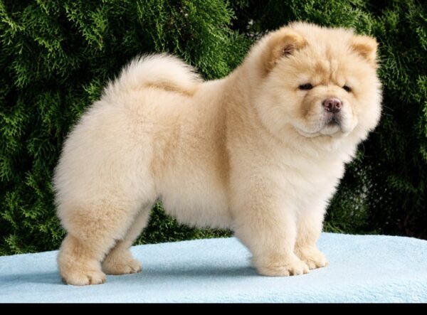 Daniel Chow-Chow Daniel Chow-Chow