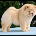 Daniel-male-Chow-puppy-for sale-2