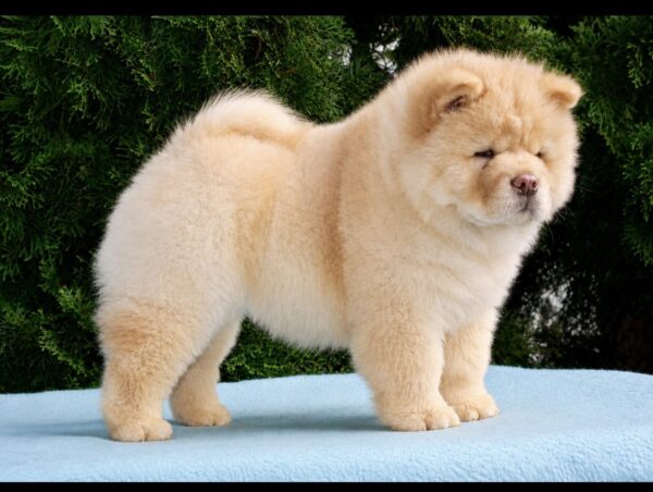 Daniel Chow-Chow Daniel Chow-Chow