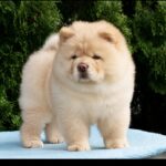 Daniel-male-Chow-puppy-for sale-3