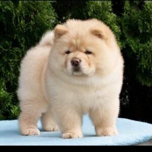 Daniel Chow-Chow Daniel Chow-Chow
