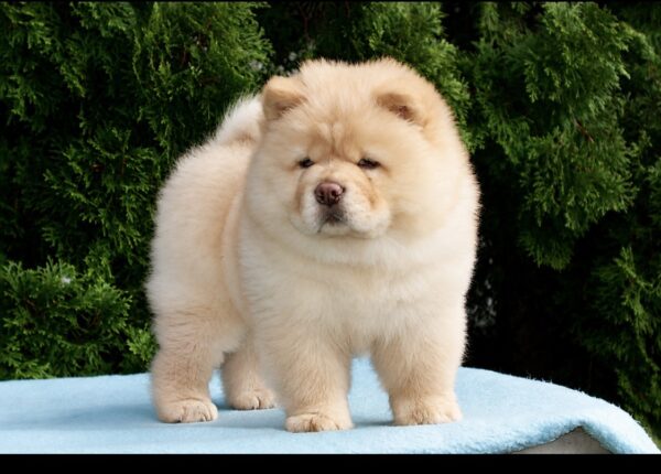 Daniel Chow-Chow Daniel Chow-Chow