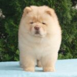 Daniel-male-Chow-puppy-for sale-4