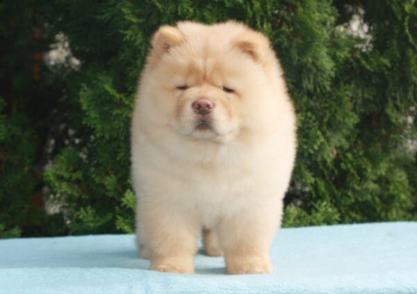 Daniel Chow-Chow Daniel Chow-Chow