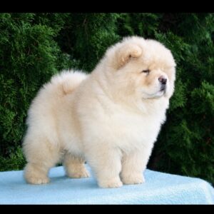 Darwin Chow-Chow Darwin Chow-Chow