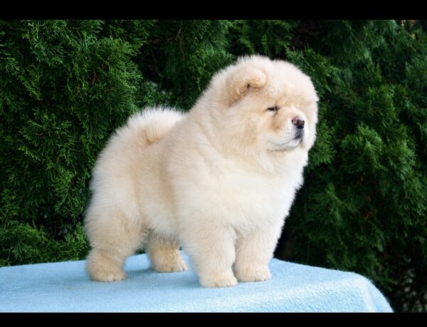 Darwin Chow-Chow Darwin Chow-Chow