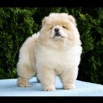 Darwin-male-Chow-puppy-for sale-2