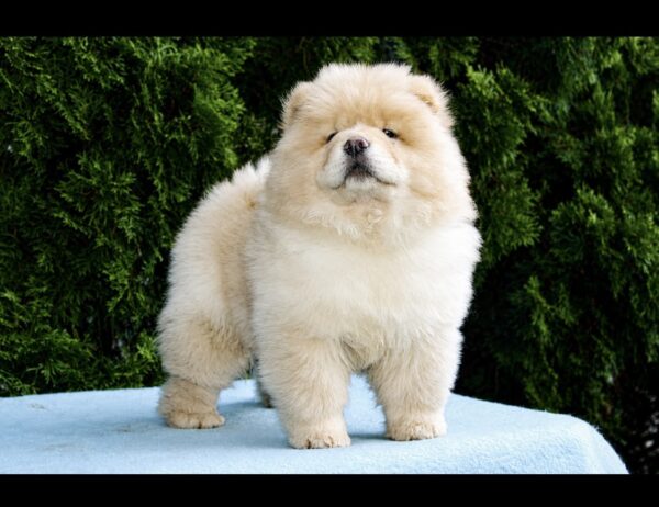 Darwin Chow-Chow Darwin Chow-Chow