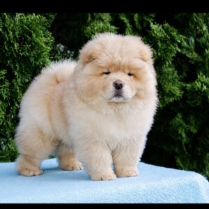 Darwin Chow-Chow Darwin Chow-Chow
