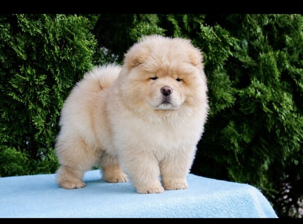 Darwin Chow-Chow Darwin Chow-Chow