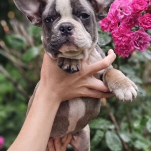 Delilah French Bulldog Delilah French Bulldog