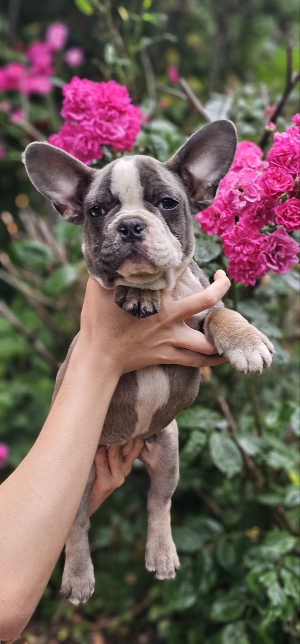 Delilah French Bulldog Delilah French Bulldog