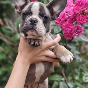 Delilah French Bulldog Delilah French Bulldog