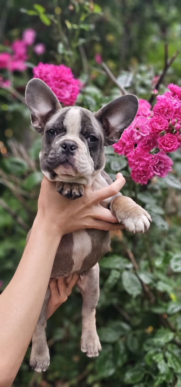 Delilah French Bulldog Delilah French Bulldog