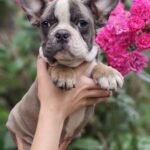 Delilah-female-French-puppy-for-sale-3