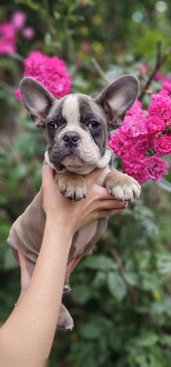 Delilah French Bulldog Delilah French Bulldog