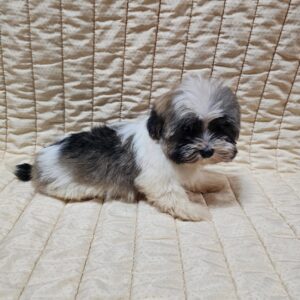 Denco Havanese Denco Havanese