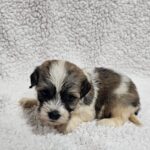 Denco-male-havanese-puppy-for-sale- (1)