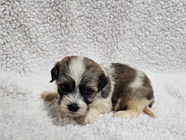 Denco Havanese Denco Havanese