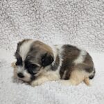 Denco-male-havanese-puppy-for-sale- (2)
