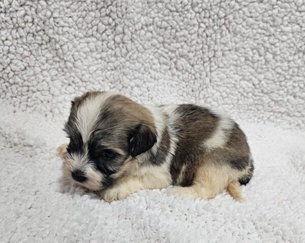 Denco Havanese Denco Havanese