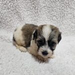 Denco-male-havanese-puppy-for-sale- (3)
