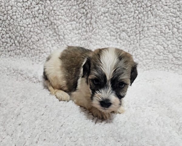 Denco Havanese Denco Havanese