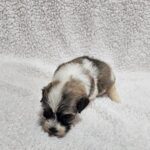 Denco-male-havanese-puppy-for-sale- (4)