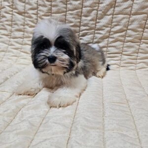 Denco Havanese Denco Havanese