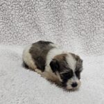Denco-male-havanese-puppy-for-sale- (5)