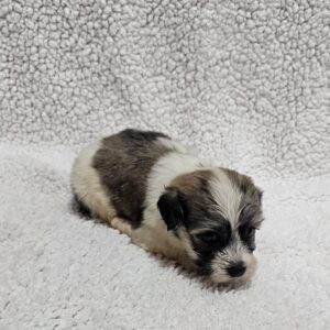 Denco Havanese Denco Havanese