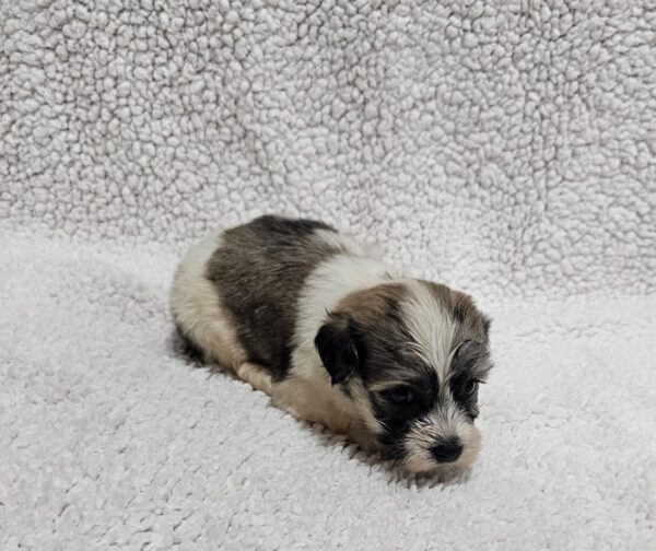 Denco Havanese Denco Havanese