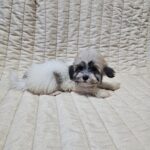 Dhelila-female-havanese-puppy-for-sale- (1)