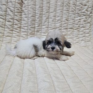 Dhelila Havanese Dhelila Havanese