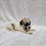 Dhelila-female-havanese-puppy-for-sale- (1)